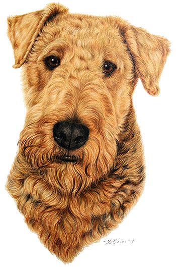 Rudy-Airedale-Portrait