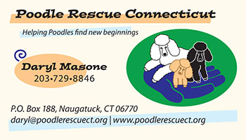 Poodle-Rescue-CT-BC